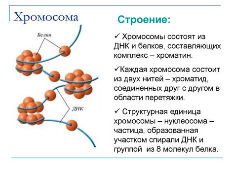 Организация и функции структурных компонентов хромосом