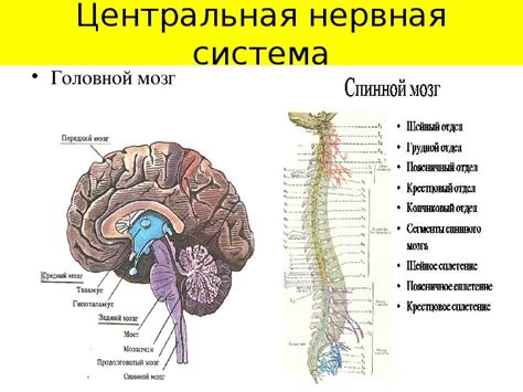 Организация нервной системы: распространение неприятных ощущений по организму