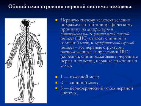 Организация нервной системы у человека: основные принципы и компоненты