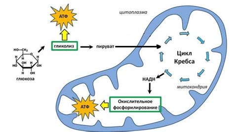 Организация работы цикла Кребса в клетке: равновесие между матриксом и кристами