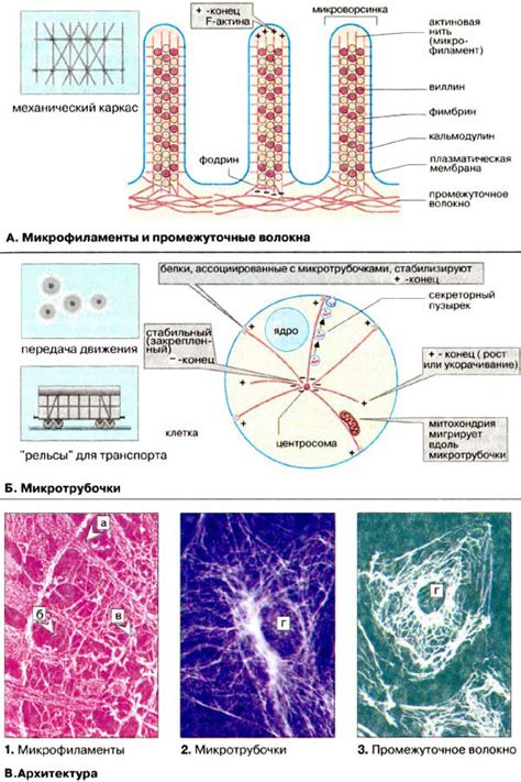 Организация тканевой структуры и клеточного состава внутри селезенки