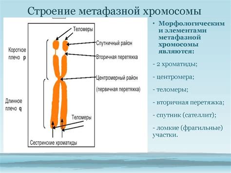 Организация хромосом в ядре клетки