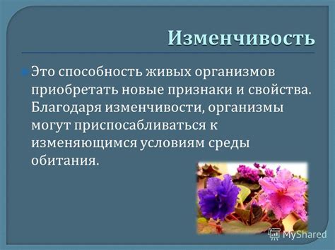 Организмы, способные приспосабливаться к экстремальным условиям Мертвого моря