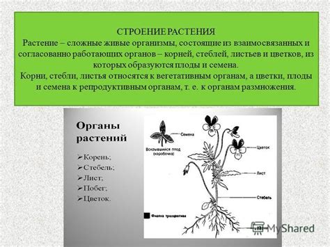 Организмы: живые создания, состоящие из систем органов