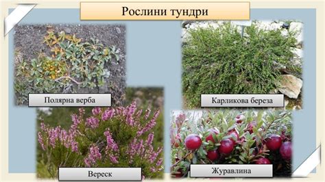 Организм важдоку зачем-либориуму вереск