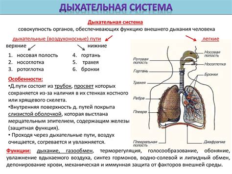 Органы, окружающие дыхательную систему сзади