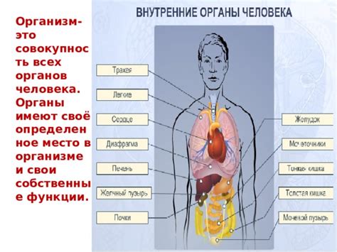 Органы, функции и особенности подбородка: важное звено в человеческом организме