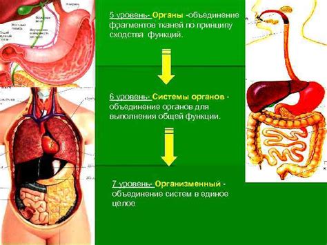 Органы: объединение различных тканей для выполнения специальных функций