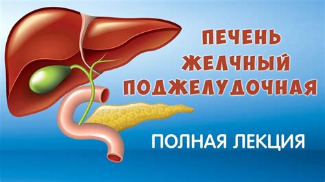 Органы в правой подвздошной области: печень, желчный пузырь, головка поджелудочной железы