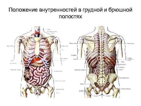 Органы живота: позиция и взаимное расположение