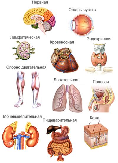 Органы и их задачи: основные функции в организме