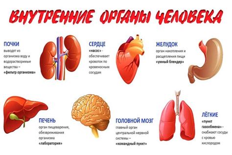 Органы и расположение в мозговом специализированном сооружении