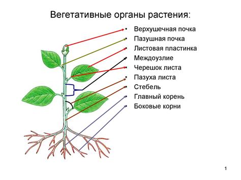 Органы растения - устройство, функциональность и значение в жизнедеятельности