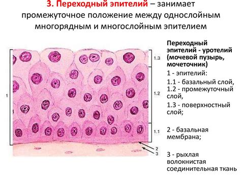 Ориентация клеток в эпителии: проксимальная и дистальная