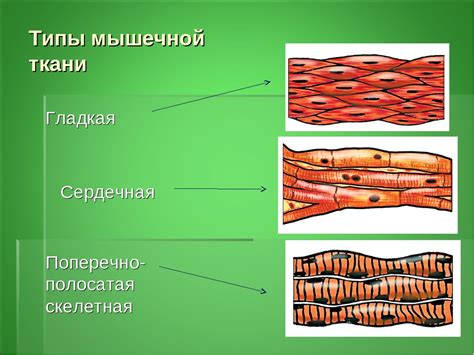 Ориентирование по анатомии гладких мышц человека