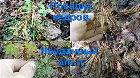 Осмотр и анализ состояния кедра: важный шаг перед работой