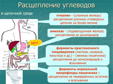 Основное преимущество осознанного жевания в предотвращении румянец желудка
