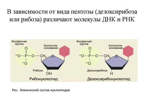 Основной носитель наследственной информации: значимость ДНК