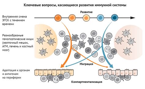 Основные вакцинационные препараты и их влияние на развитие иммунной системы у младенцев