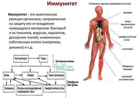 Основные виды опухолей лимфатической системы и их особенности