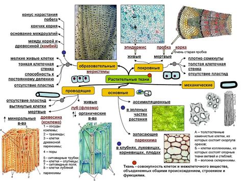 Основные виды транспортных тканей у растений