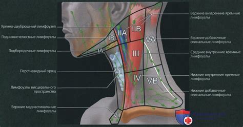 Основные группы лимфатических узлов на шейке и их функции