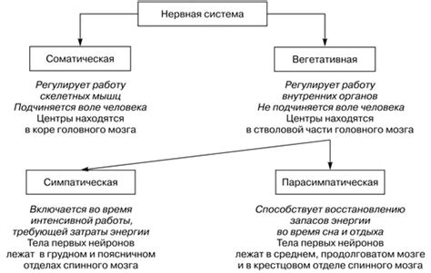 Основные компоненты и роль состава центральной части атомной структуры