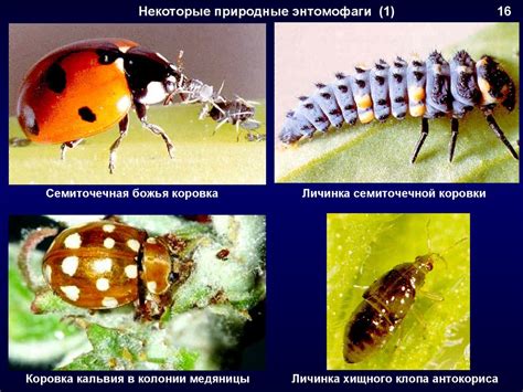 Основные методы биологической защиты растений от вредителей