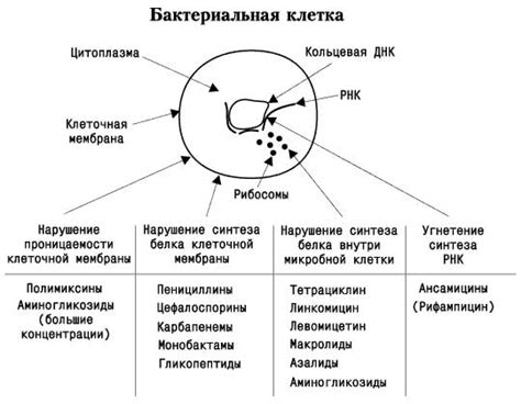 Основные механизмы воздействия антидепрессантов на терморегуляцию