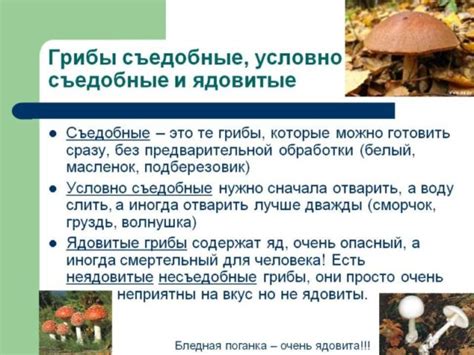 Основные нормы сбора и приготовления пищевых грибов