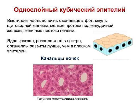 Основные области присутствия кубического эпителия в организме