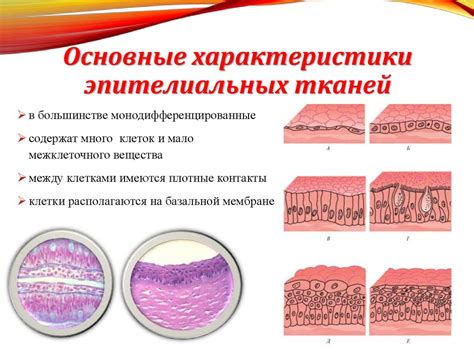 Основные особенности покрытия многослойного эпителия