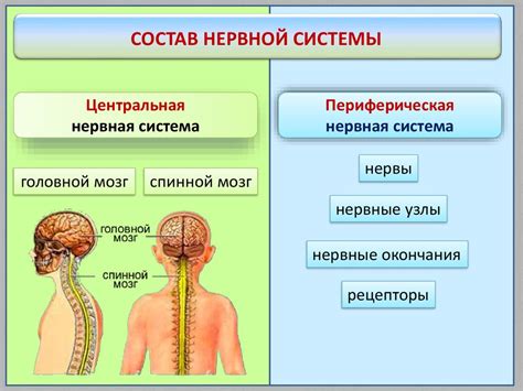 Основные отличия периферической и центральной нервной системы