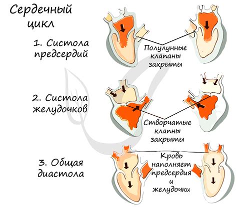 Основные понятия и функции систолы и диастолы