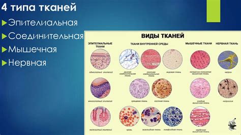 Основные понятия о тканях в биологии