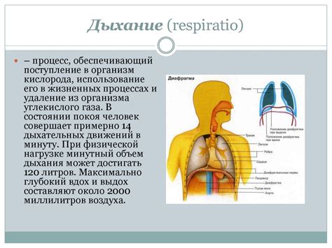 Основные последствия нашего дыхания