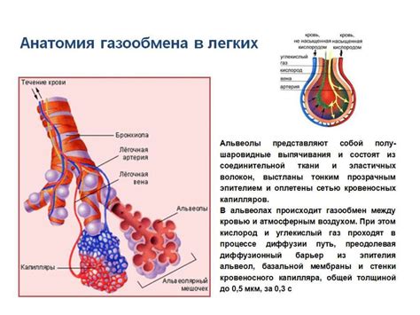 Основные признаки сужения нижних участков дыхательной системы