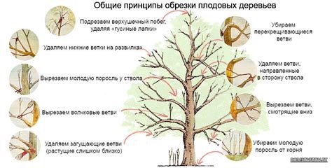 Основные принципы и методы обрезки крупных ветвей яблоневых деревьев