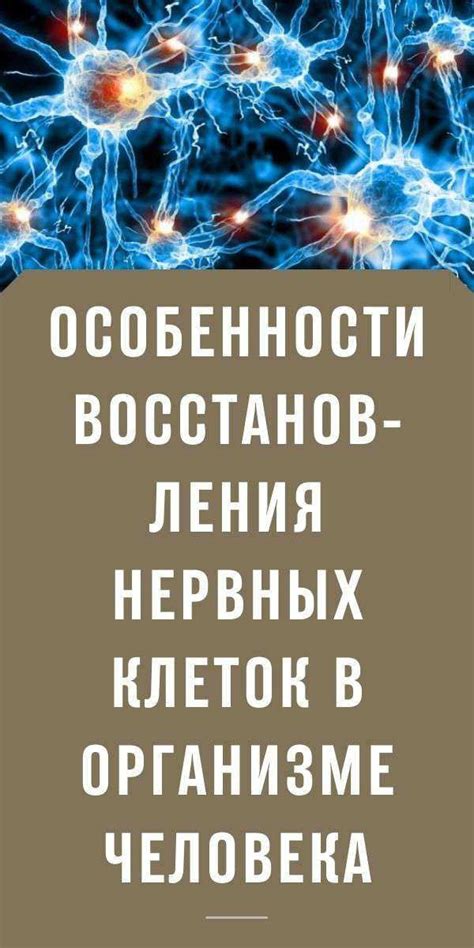 Основные принципы концентрации нервных клеток в организме человека