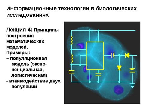 Основные принципы построения моделей в биологических исследованиях