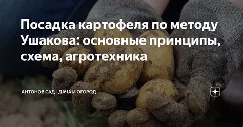 Основные принципы хранения картофеля