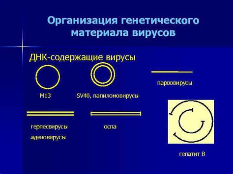 Основные различия и структура генетического материала вирусов