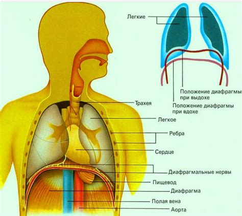 Основные роли диафрагмы в процессе дыхания