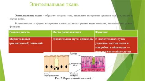 Основные роли и место обитания мигательного эпителия