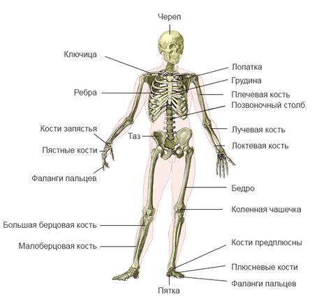 Основные роли костей в организме живых существ