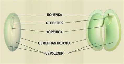 Основные составляющие семени и их размещение