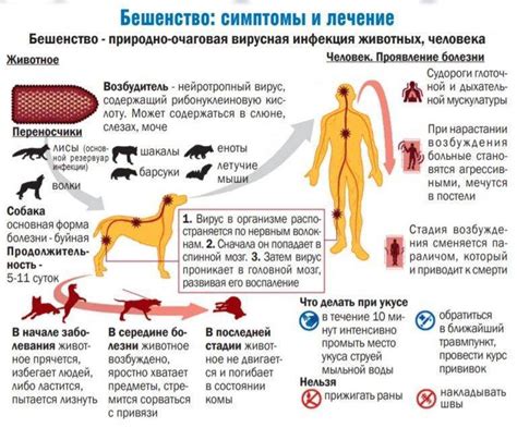 Основные способы предотвращения бешенства у домашних крыс