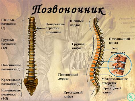 Основные структуры поясничного отдела позвоночника: анатомические особенности