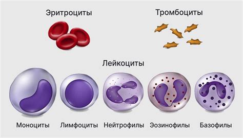 Основные типы изучения состояния крови с использованием иммунологических методов