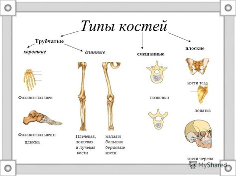 Основные типы костей на ноге и их функциональная роль